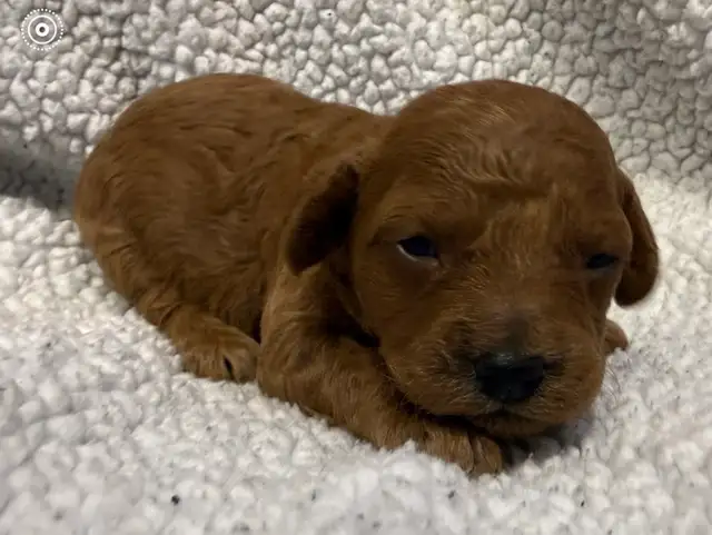 miniature poodles puppies - Photo 2