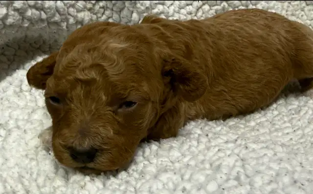 miniature poodles puppies - Photo 3