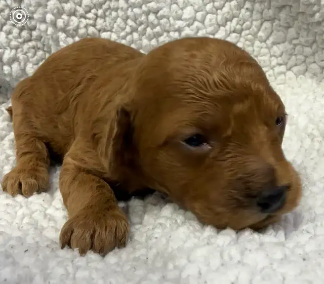 miniature poodles puppies - Photo 4