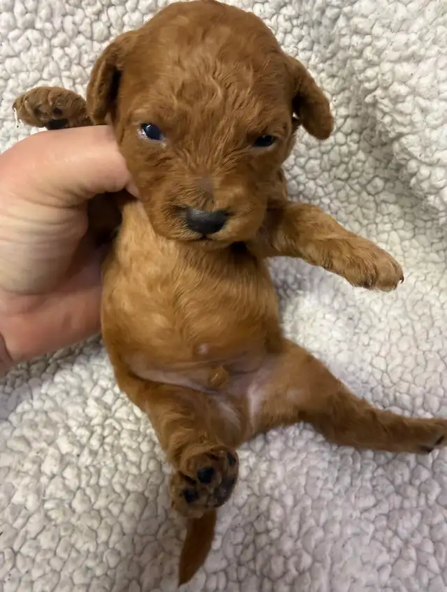 miniature poodles puppies - Photo 5