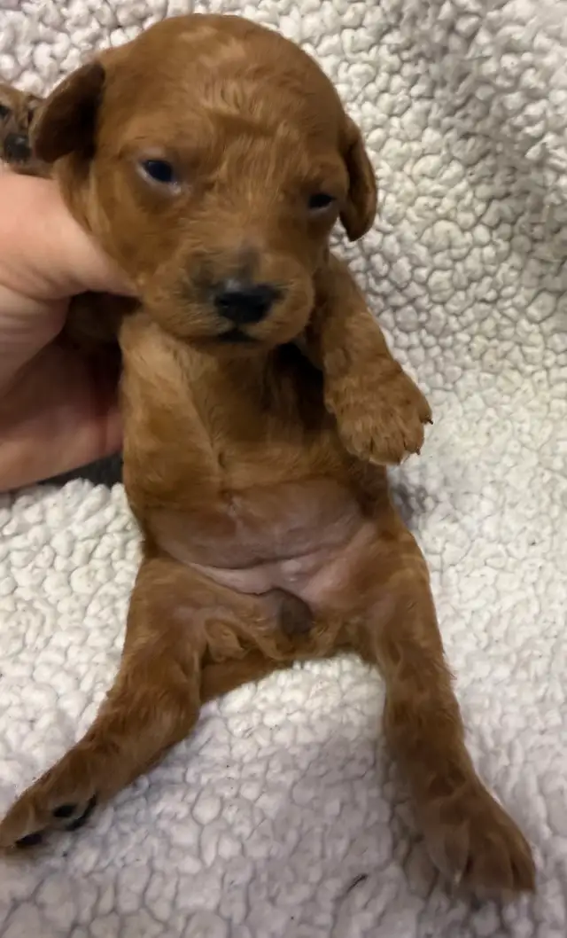 miniature poodles puppies - Photo 6