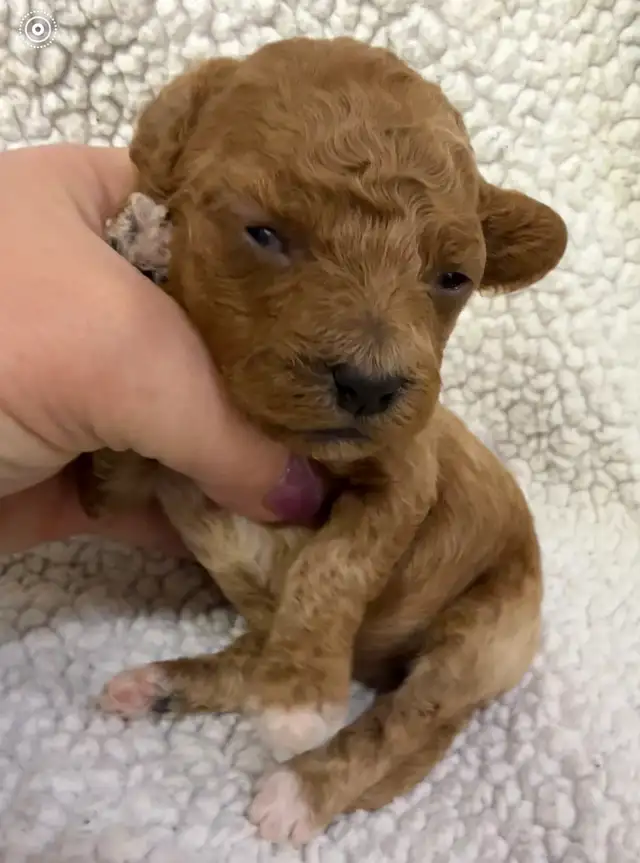 miniature poodles puppies - Photo 7