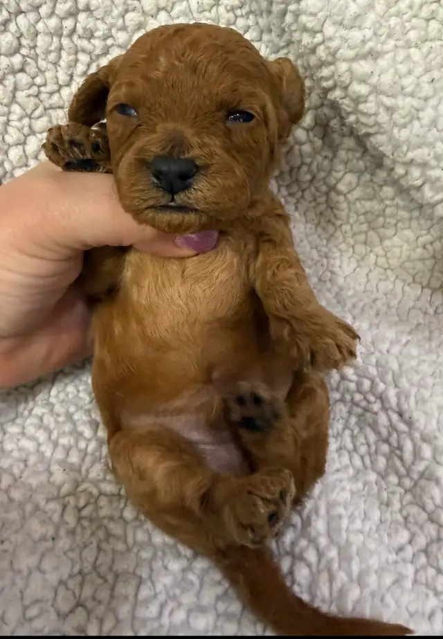 miniature poodles puppies - Photo 8