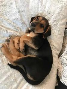 I Care for Dogs & Cats $30/Day (Other Pets Welcome)