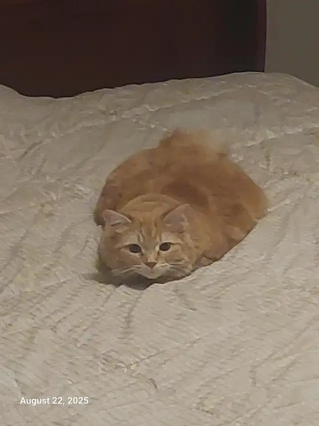 I Care for Dogs & Cats $30/Day (Other Pets Welcome) - Photo 2