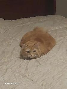 I Care for Dogs & Cats $30/Day (Other Pets Welcome) - Photo 2