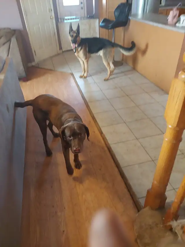 I Care for Dogs & Cats $30/Day (Other Pets Welcome) - Photo 3