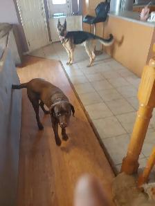 I Care for Dogs & Cats $30/Day (Other Pets Welcome) - Photo 3