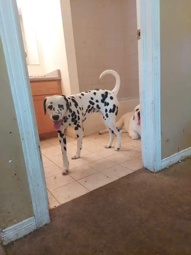 I Care for Dogs & Cats $30/Day (Other Pets Welcome) - Photo 4