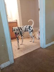 I Care for Dogs & Cats $30/Day (Other Pets Welcome) - Photo 4