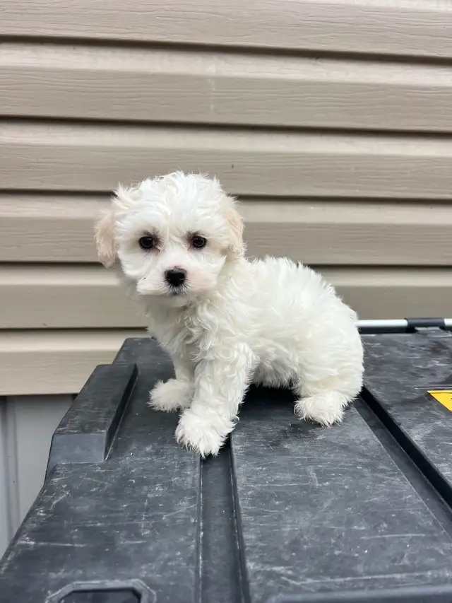 Adorable Havachon Puppies