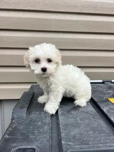 Adorable Havachon Puppies