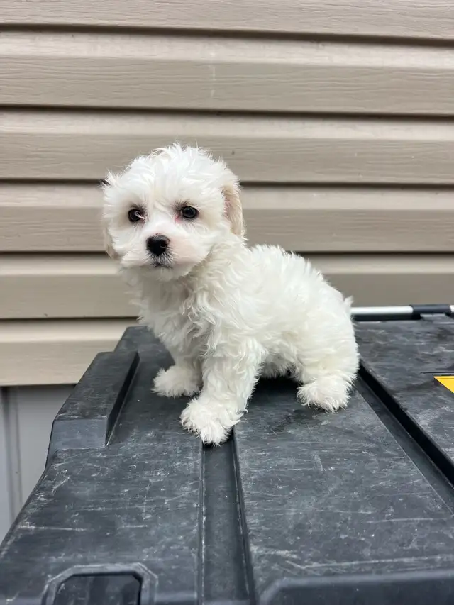 Adorable Havachon Puppies - Photo 2