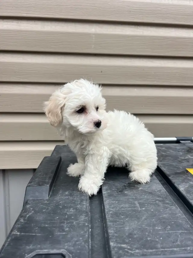 Adorable Havachon Puppies - Photo 3