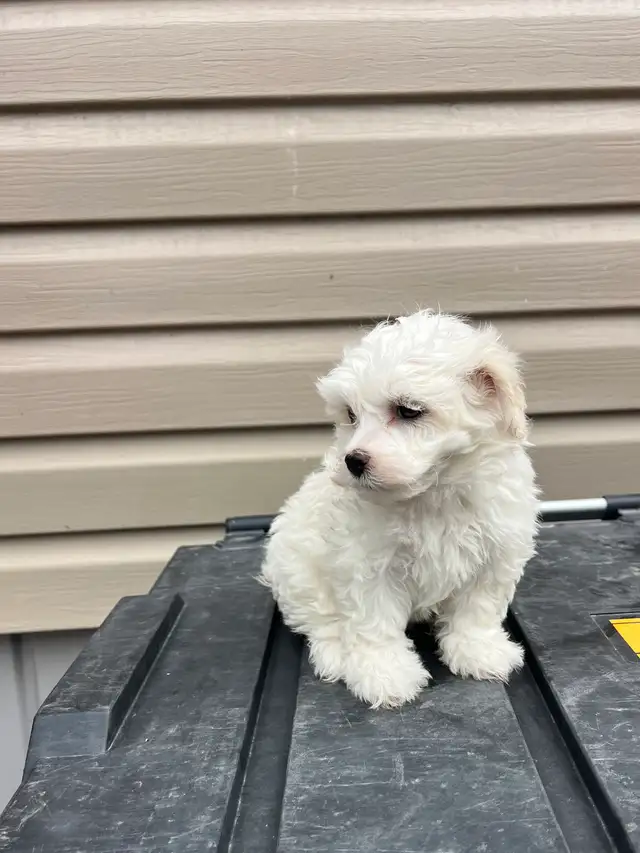 Adorable Havachon Puppies - Photo 5