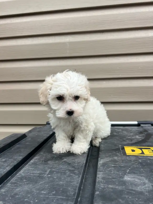 Adorable Havachon Puppies - Photo 6