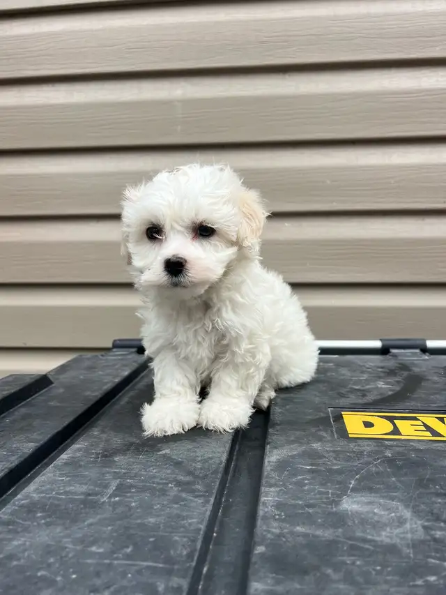 Adorable Havachon Puppies - Photo 7