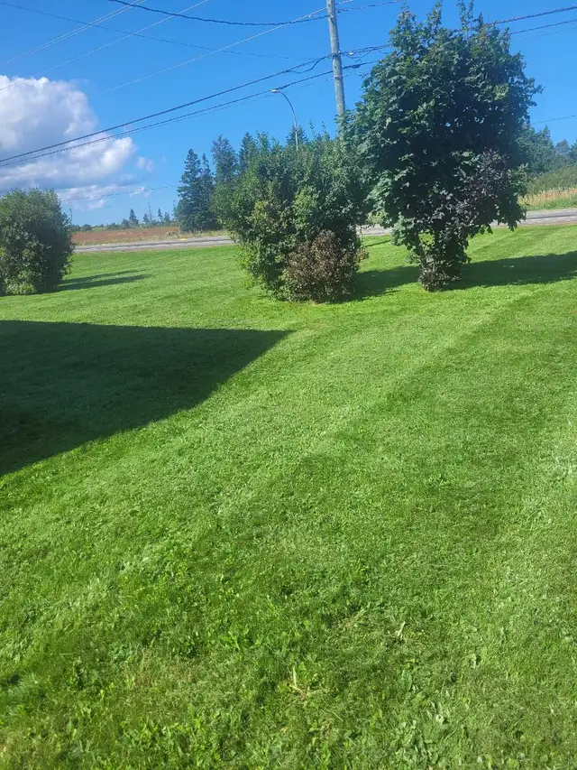 Grass Cutting - Photo 3