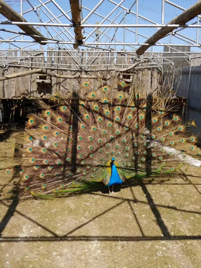 Paons disponible - Photo 2