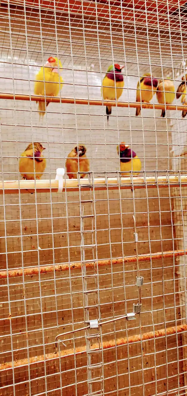 Finches - Gouldian - Photo 3