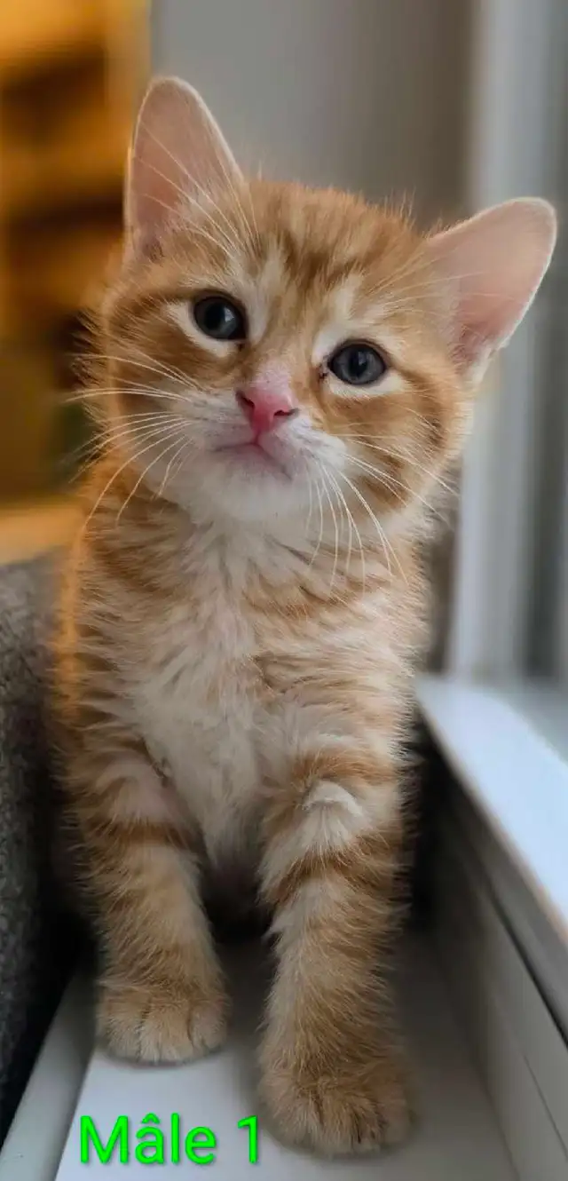 Mignons Petits Chatons Prêts - Photo 2