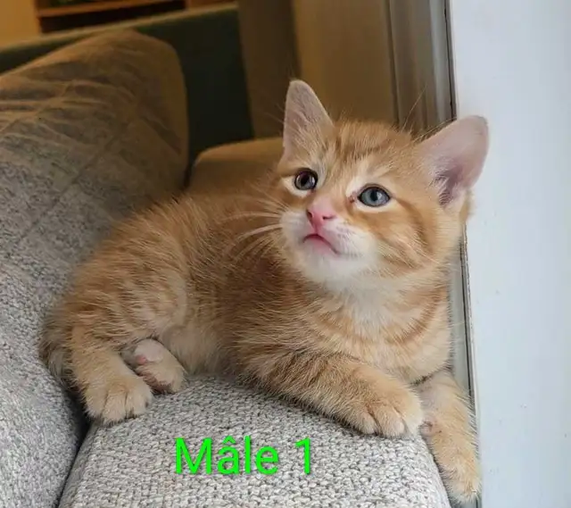 Mignons Petits Chatons Prêts - Photo 4