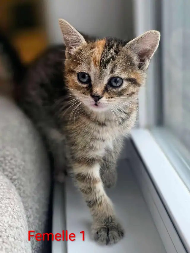 Mignons Petits Chatons Prêts - Photo 5