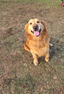 CKC Golden Retriever Puppies