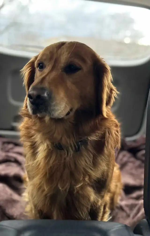 CKC Golden Retriever Puppies - Photo 2