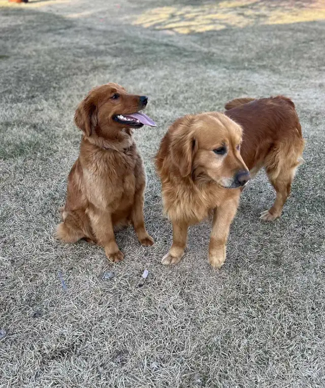CKC Golden Retriever Puppies - Photo 3