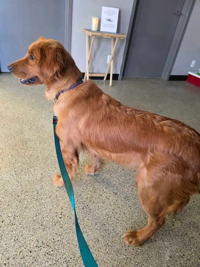 CKC Golden Retriever Puppies - Photo 4