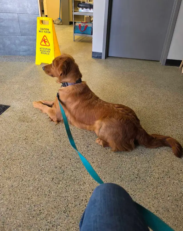 CKC Golden Retriever Puppies - Photo 5