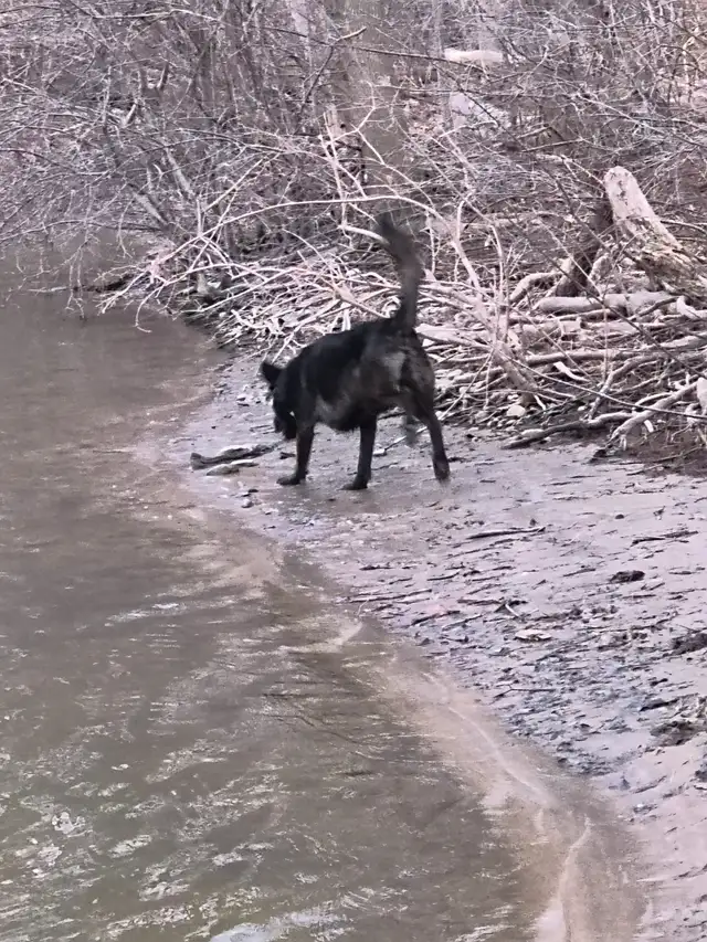 Pet in need of rehoming