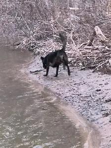 Pet in need of rehoming