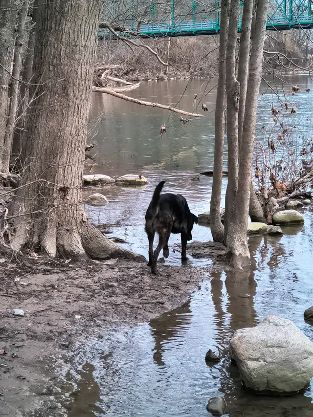 Pet in need of rehoming - Photo 2