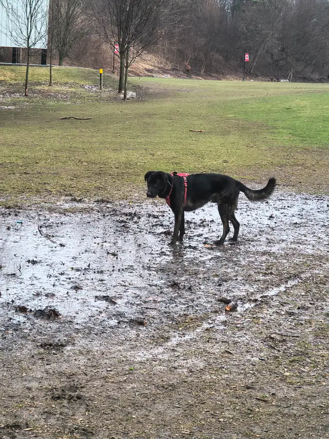 Pet in need of rehoming - Photo 3