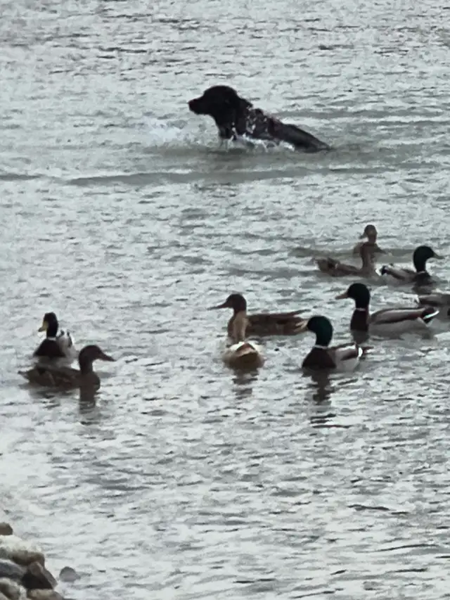 Pet in need of rehoming - Photo 4