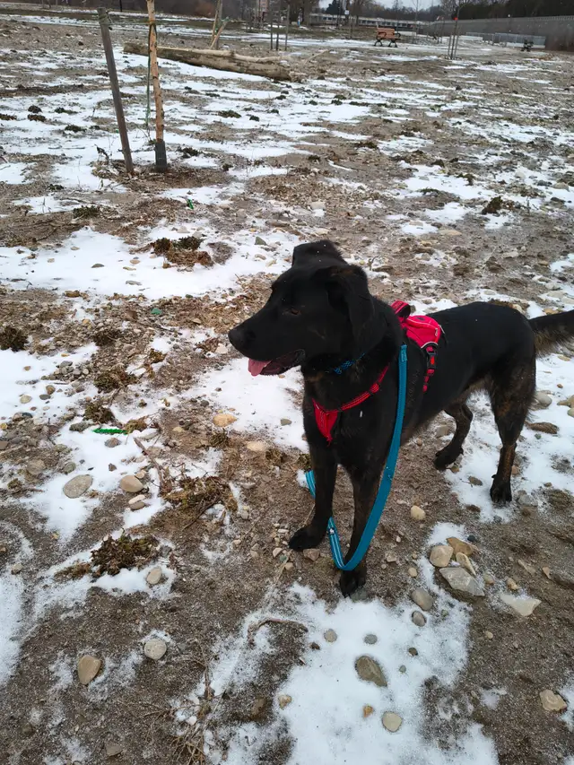 Pet in need of rehoming - Photo 5