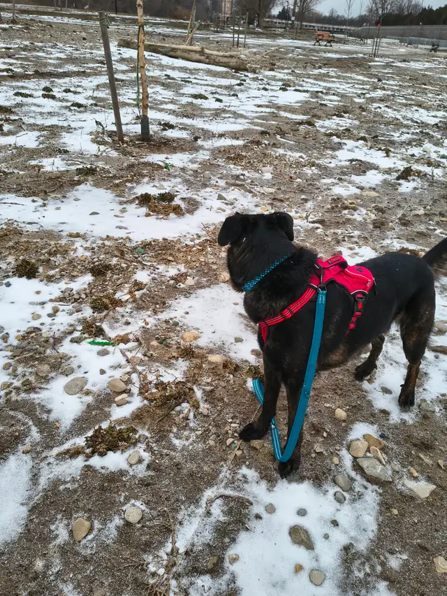 Pet in need of rehoming - Photo 6