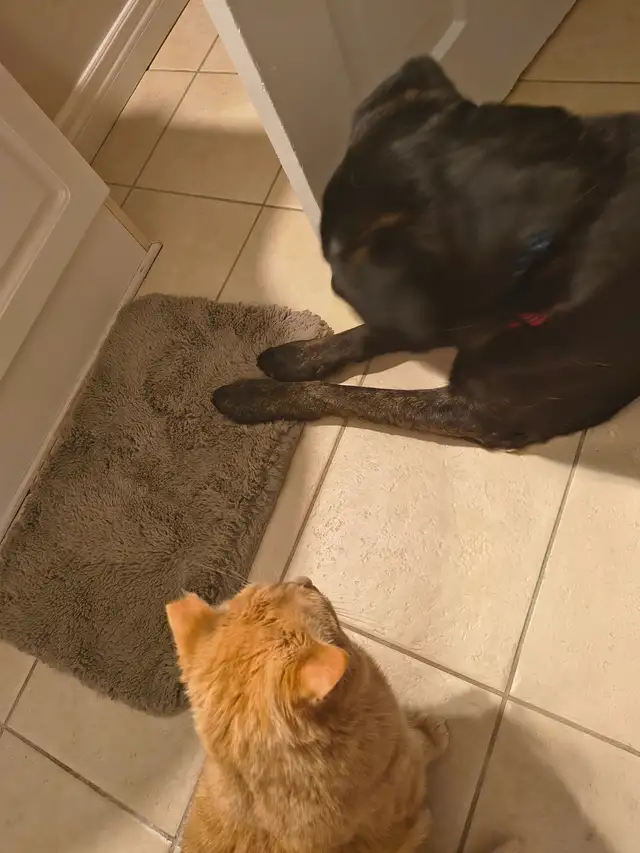 Pet in need of rehoming - Photo 7