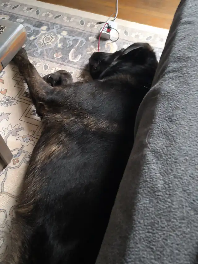 Pet in need of rehoming - Photo 8