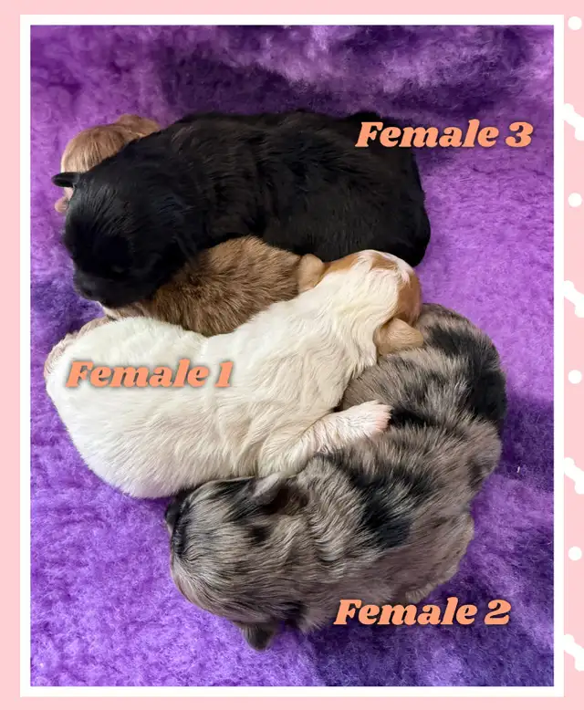 mini Shihpoo puppies❤️❤️❤️