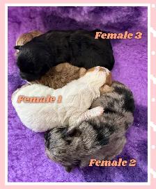 mini Shihpoo puppies❤️❤️❤️