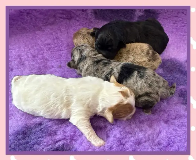 mini Shihpoo puppies❤️❤️❤️ - Photo 2