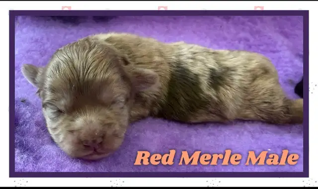 mini Shihpoo puppies❤️❤️❤️ - Photo 3
