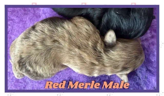 mini Shihpoo puppies❤️❤️❤️ - Photo 4