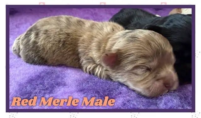 mini Shihpoo puppies❤️❤️❤️ - Photo 5