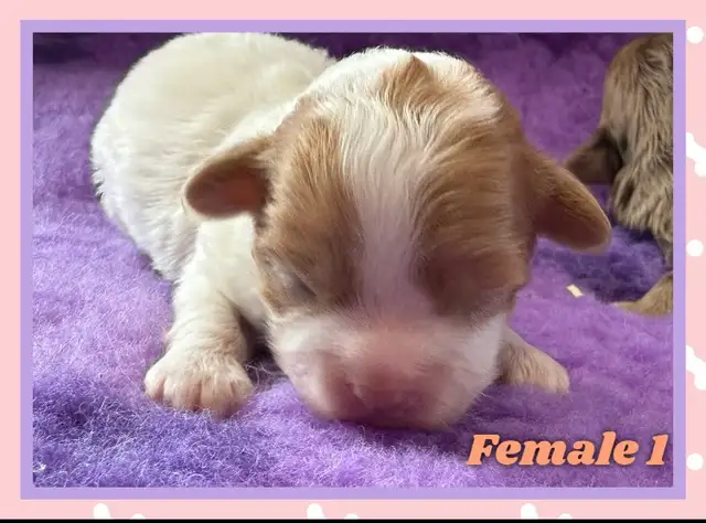 mini Shihpoo puppies❤️❤️❤️ - Photo 6
