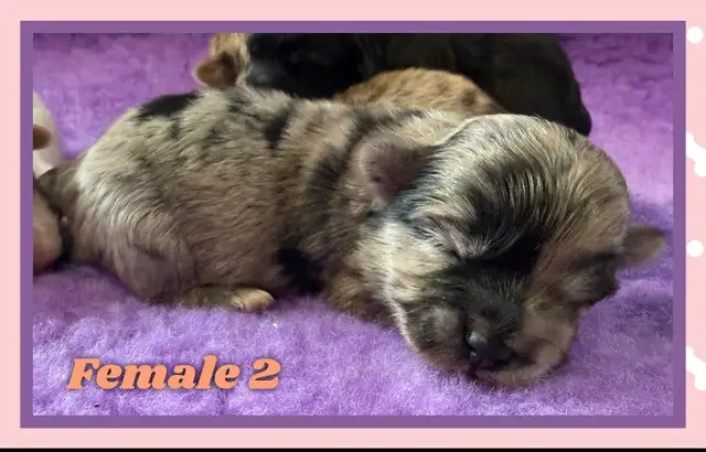 mini Shihpoo puppies❤️❤️❤️ - Photo 7