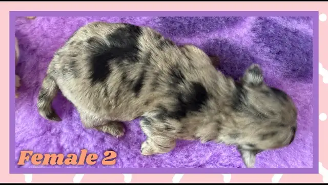 mini Shihpoo puppies❤️❤️❤️ - Photo 8